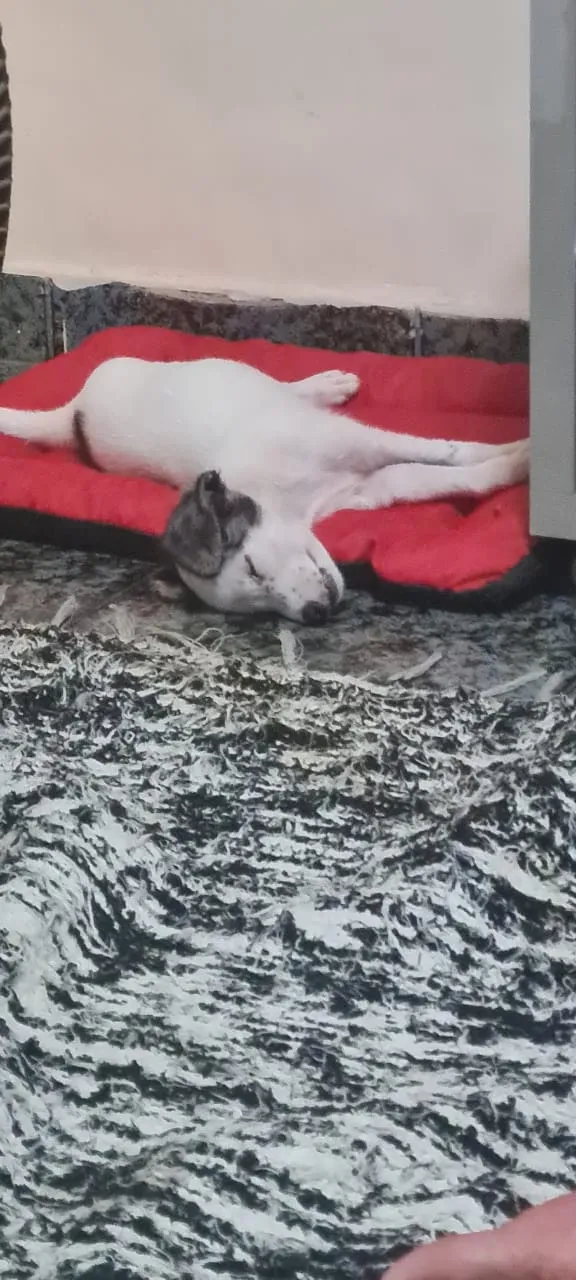 Cachorro ra a Srd idade 2 a 6 meses nome Lily