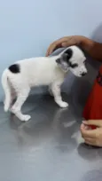 Lily