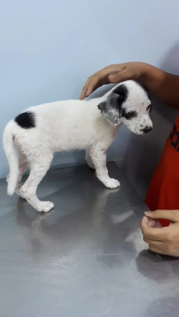 Cachorro ra a Srd idade 2 a 6 meses nome Lily