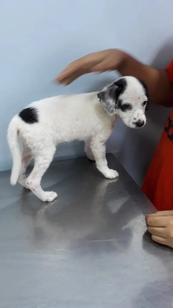 Cachorro ra a Srd idade 2 a 6 meses nome Lily