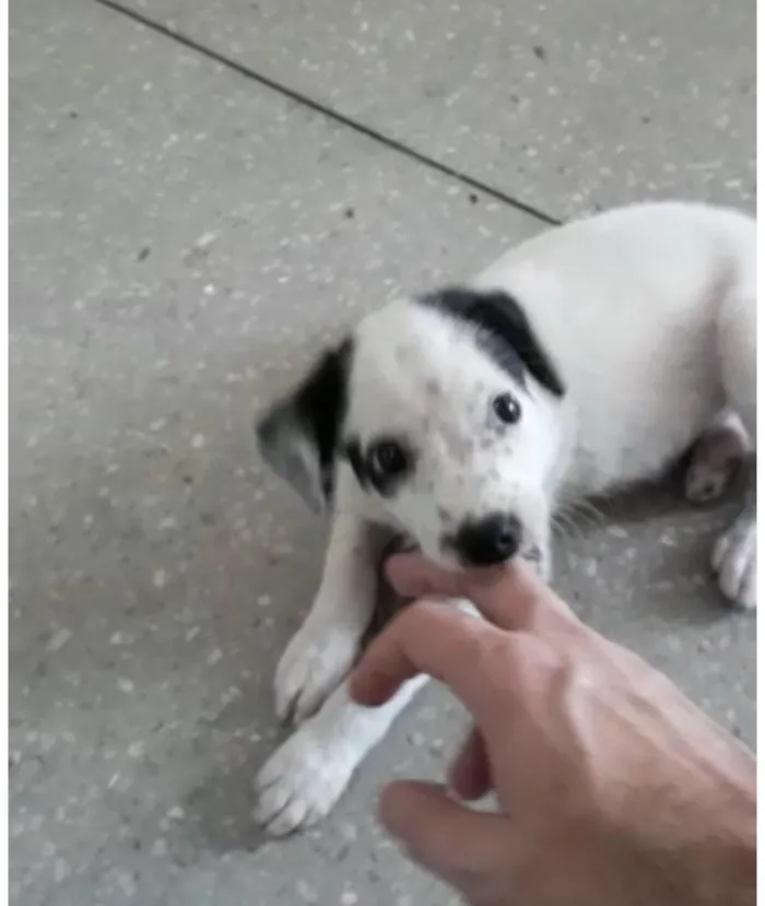 Cachorro ra a Srd idade 2 a 6 meses nome Lily