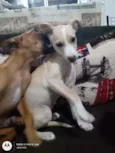 Kiara e Slink
