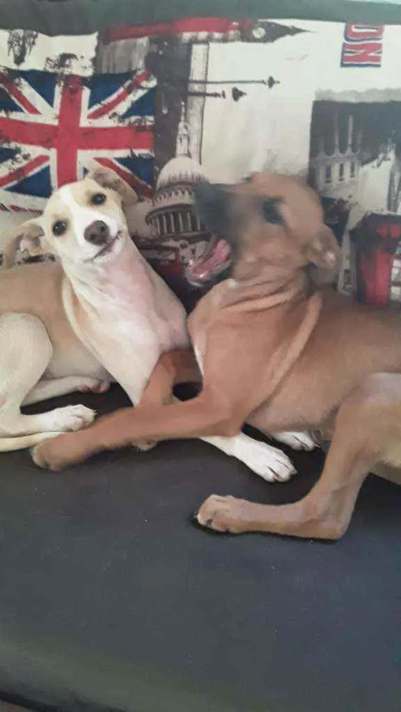 Cachorro ra a Sem raça definida  idade 2 a 6 meses nome Kiara e Slink