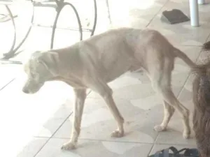 Cachorro raça Vira lata idade 6 ou mais anos nome Suzi