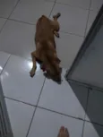 Scooby 