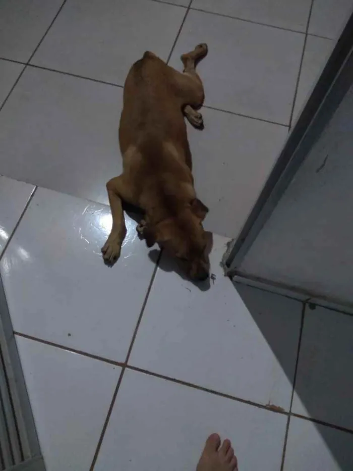 Cachorro raça Vira lata idade  nome Scooby 