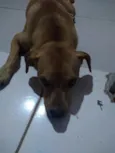 Scooby 