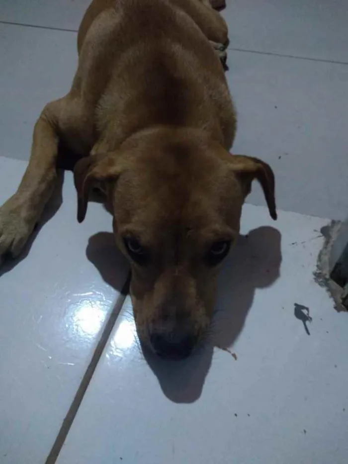 Cachorro raça Vira lata idade  nome Scooby 