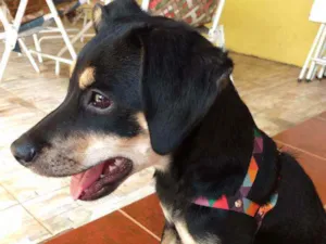 Cachorro raça Vira-lata idade 2 a 6 meses nome Chiara