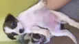 Megue