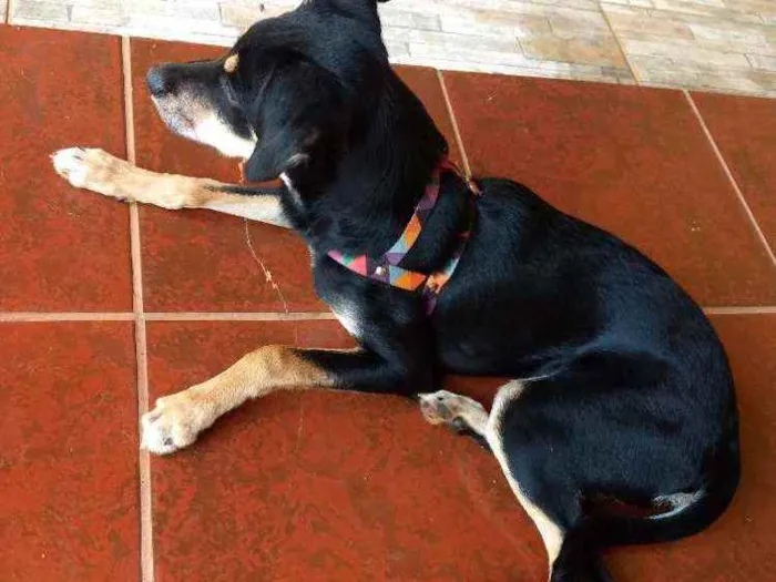 Cachorro ra a Vira-lata idade 2 a 6 meses nome Chiara