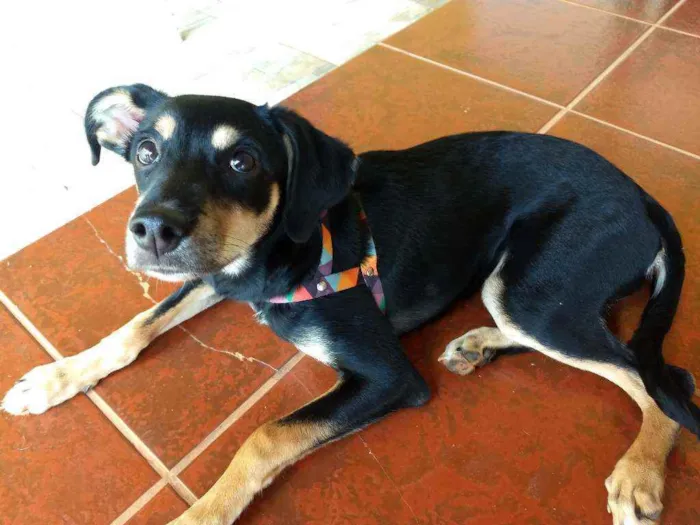 Cachorro ra a Vira-lata idade 2 a 6 meses nome Chiara