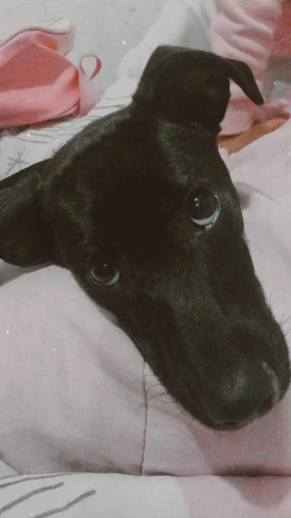 Cachorro ra a SRD idade 7 a 11 meses nome Ahri