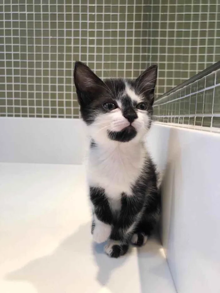 Gato ra a Srd idade Abaixo de 2 meses nome Dora