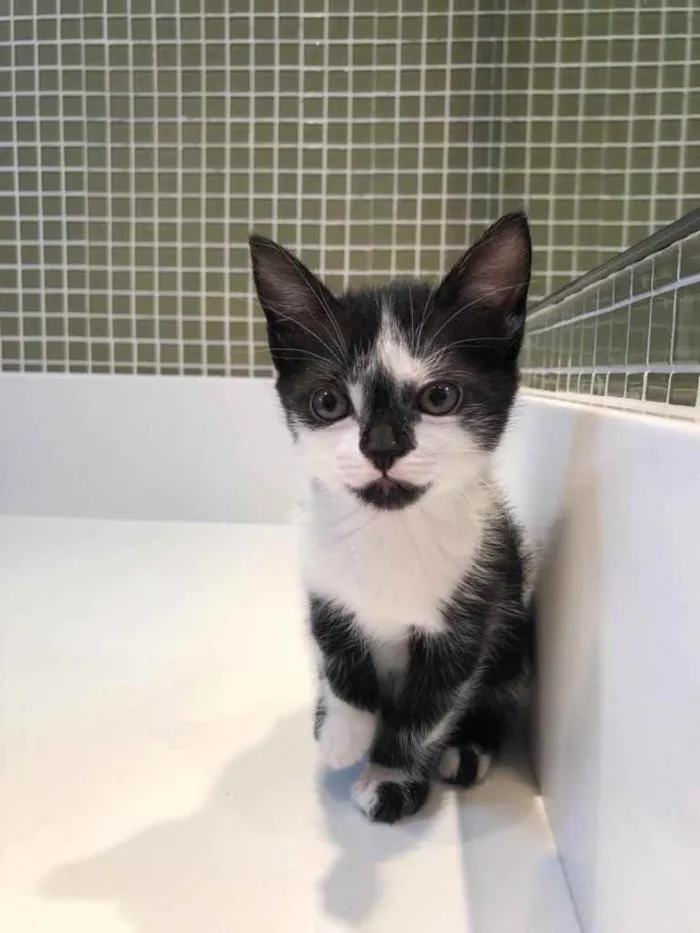 Gato ra a Srd idade Abaixo de 2 meses nome Dora