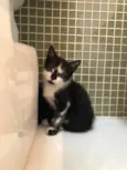 Dora
