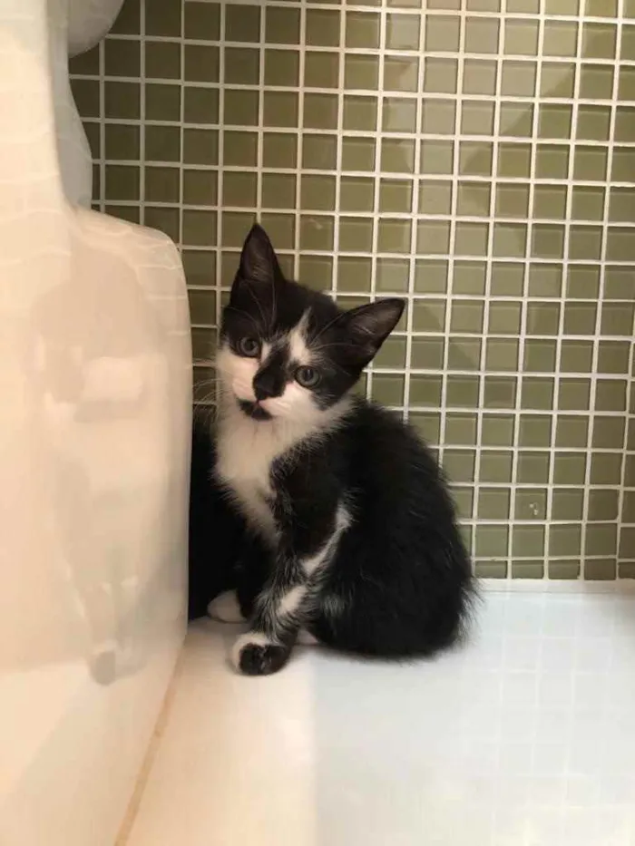 Gato ra a Srd idade Abaixo de 2 meses nome Dora