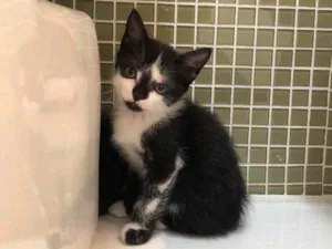 Gato raça Srd idade Abaixo de 2 meses nome Dora