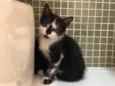 Dora