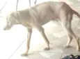 Suzi