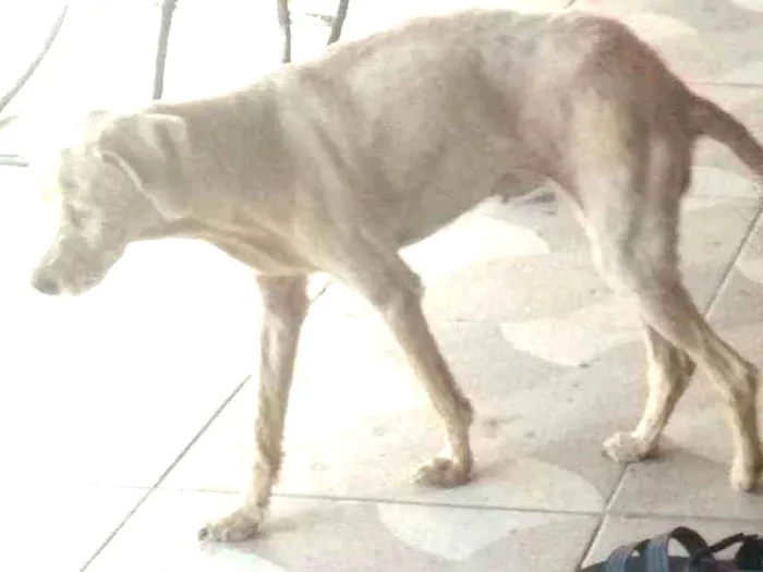 Cachorro raça Vira lata idade 6 ou mais anos nome Suzi