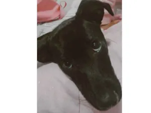 Cachorro raça SRD idade 7 a 11 meses nome Ahri