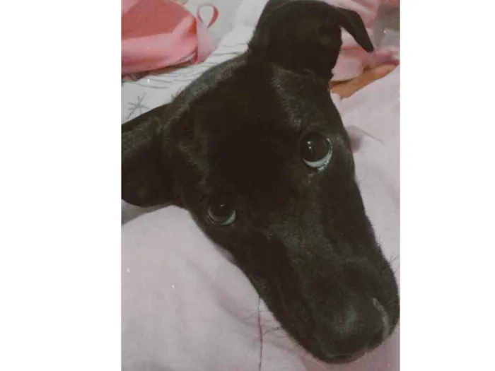 Cachorro ra a SRD idade 7 a 11 meses nome Ahri