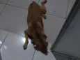 Scooby 