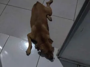 Cachorro raça Vira lata idade  nome Scooby 