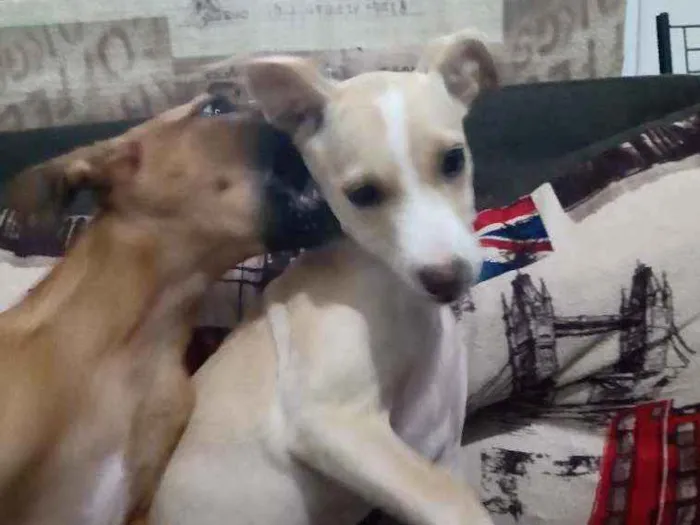 Cachorro ra a Sem raça definida  idade 2 a 6 meses nome Kiara e Slink