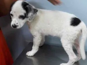 Cachorro raça Srd idade 2 a 6 meses nome Lily