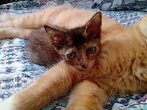 Gato raça Sem raça definida  idade 2 a 6 meses nome Sem nome 