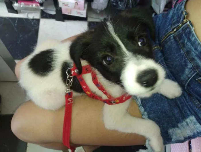 Cachorro ra a Vira lata idade Abaixo de 2 meses nome Link