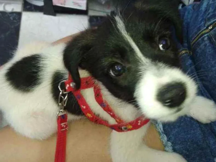 Cachorro ra a Vira lata idade Abaixo de 2 meses nome Link