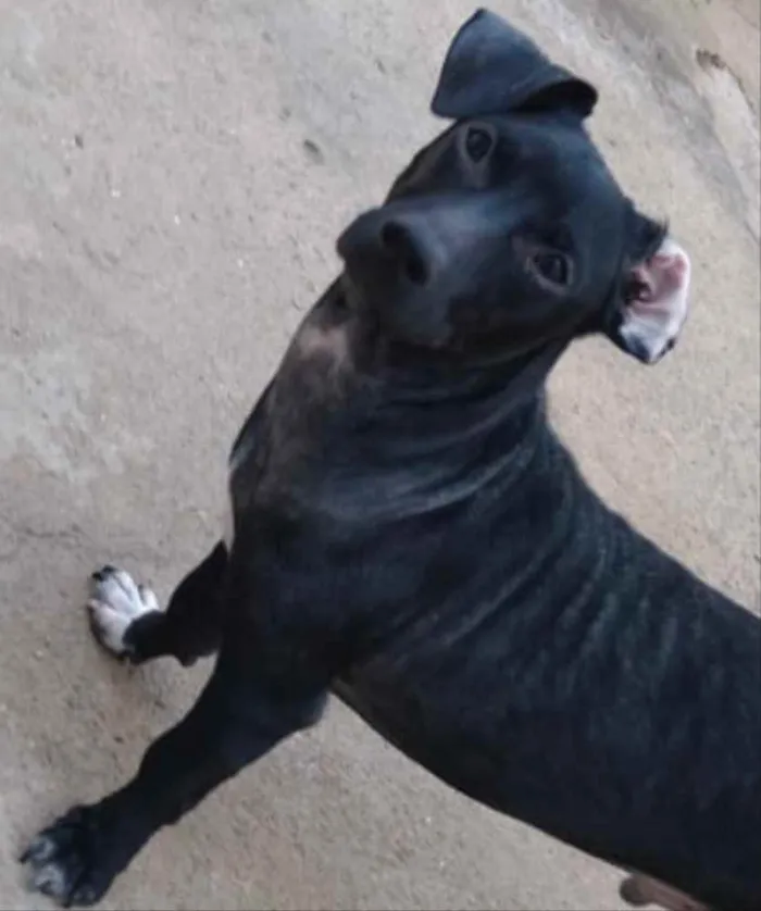 Cachorro ra a Mestiço  idade 1 ano nome Zeus 