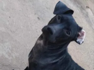 Cachorro raça Mestiço  idade 1 ano nome Zeus 