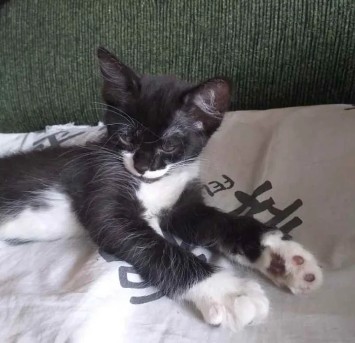 Gato ra a SRD idade 2 a 6 meses nome Anastácia 