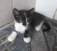 Pietro 