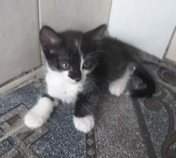 Gato ra a SRD idade 2 a 6 meses nome Pietro 