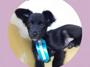 Cachorro raça Srd idade 2 a 6 meses nome Toddy