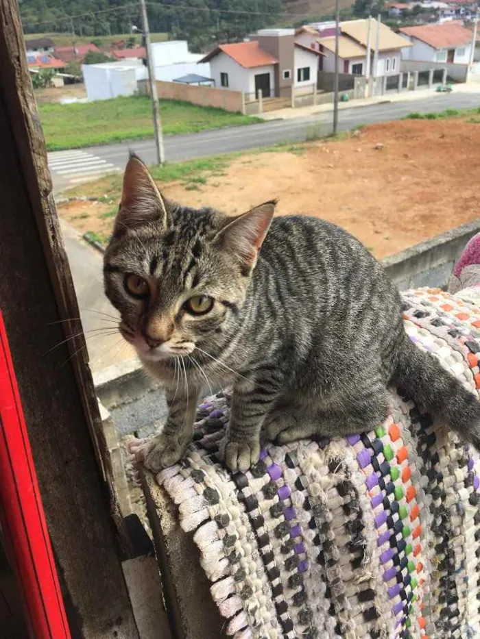 Gato ra a  idade  nome Tigre