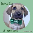 Sansão