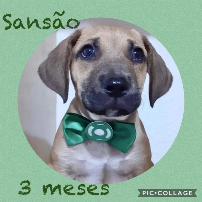 Cachorro ra a Srd idade 2 a 6 meses nome Sansão