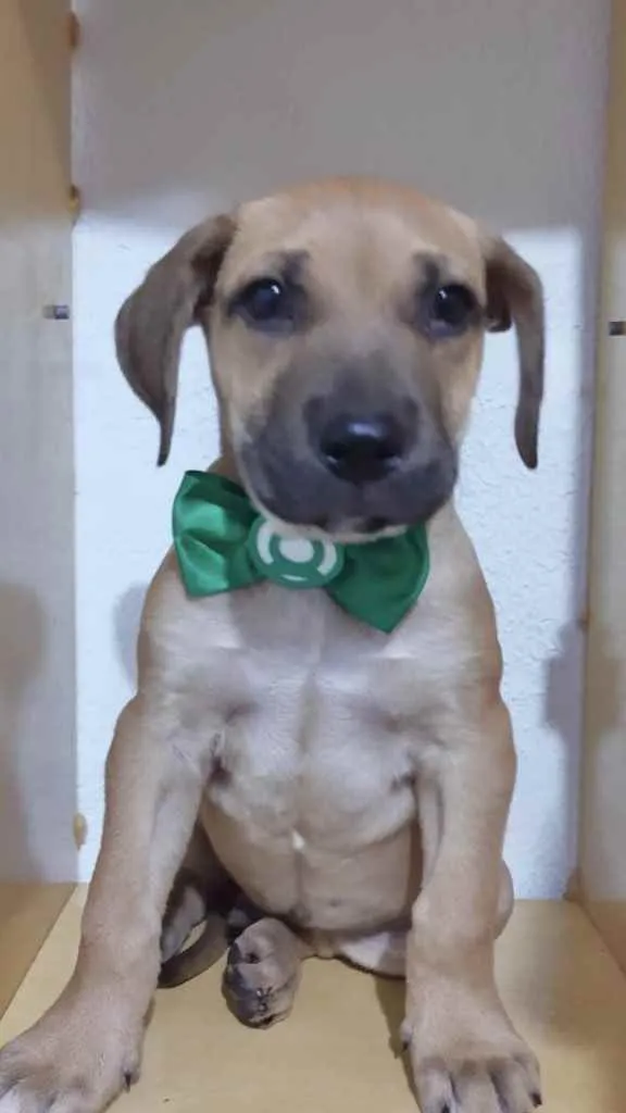 Cachorro ra a Srd idade 2 a 6 meses nome Sansão
