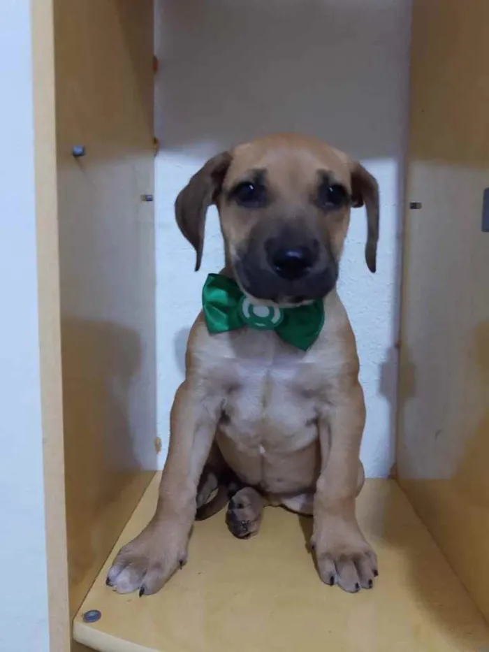 Cachorro ra a Srd idade 2 a 6 meses nome Sansão