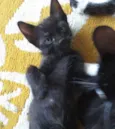 Dylan 