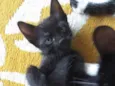Dylan 