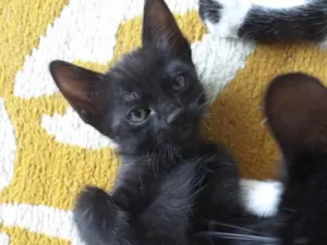 Gato raça SRD idade 2 a 6 meses nome Dylan 