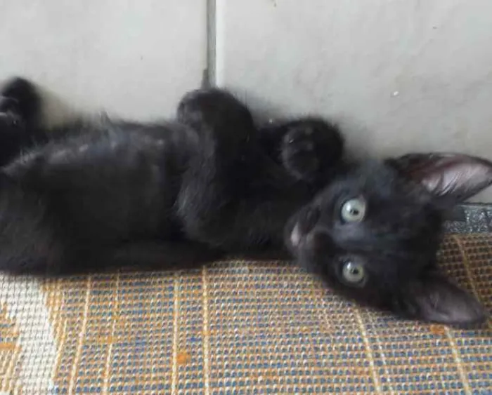 Gato ra a SRD idade 2 a 6 meses nome Shofy 