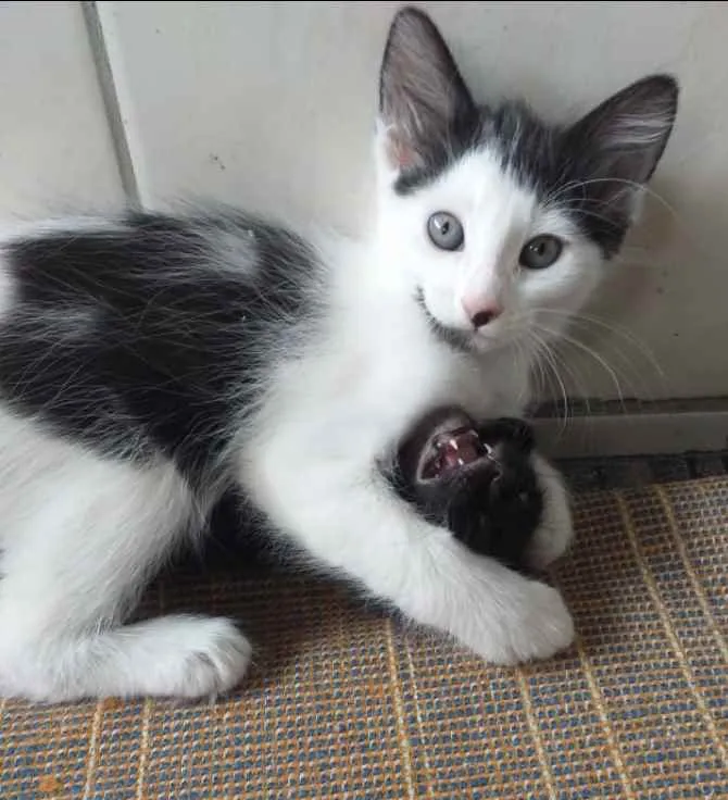 Gato ra a SRD idade 2 a 6 meses nome Levi 